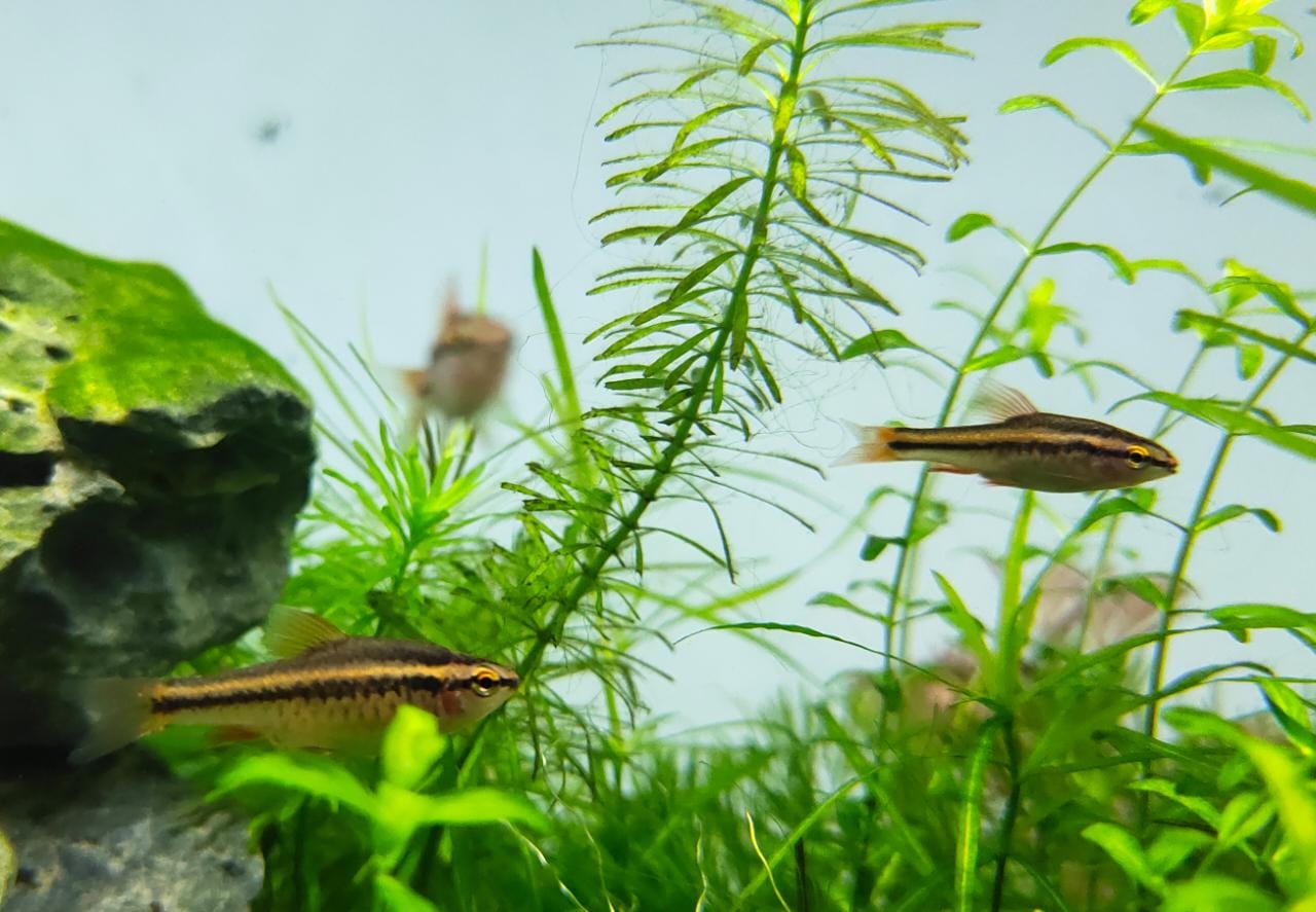 Cherry Barb Splashy Fin Live Fish Bangalore Only Shipping