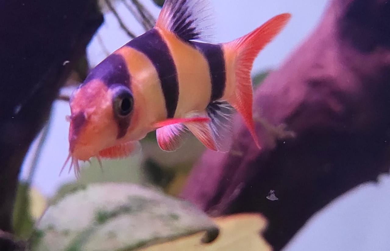Clown loach Splashy Fin Live Fish Bangalore Only Shipping