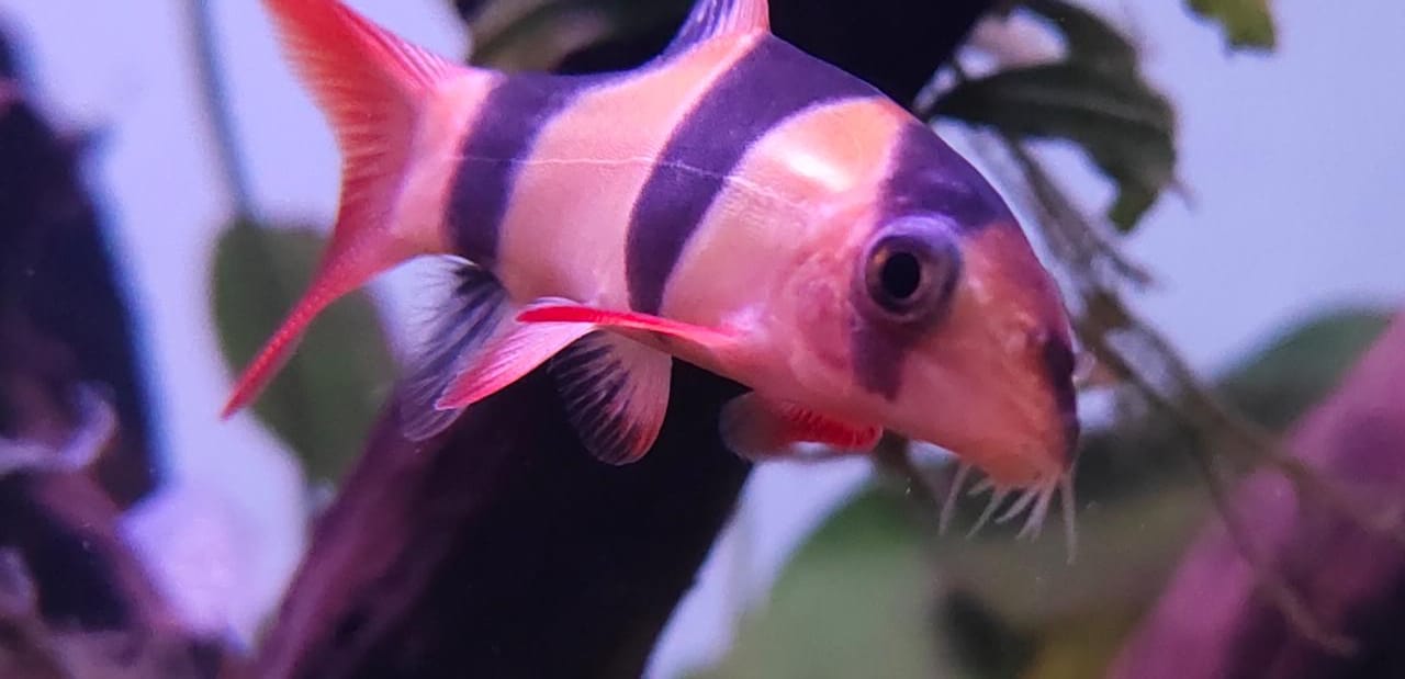 Clown loach Splashy Fin Live Fish Bangalore Only Shipping