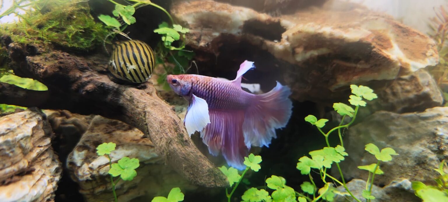 Elephant Ear Bettas Fish Splashy Fin Live Fish Bangalore Only Shipping