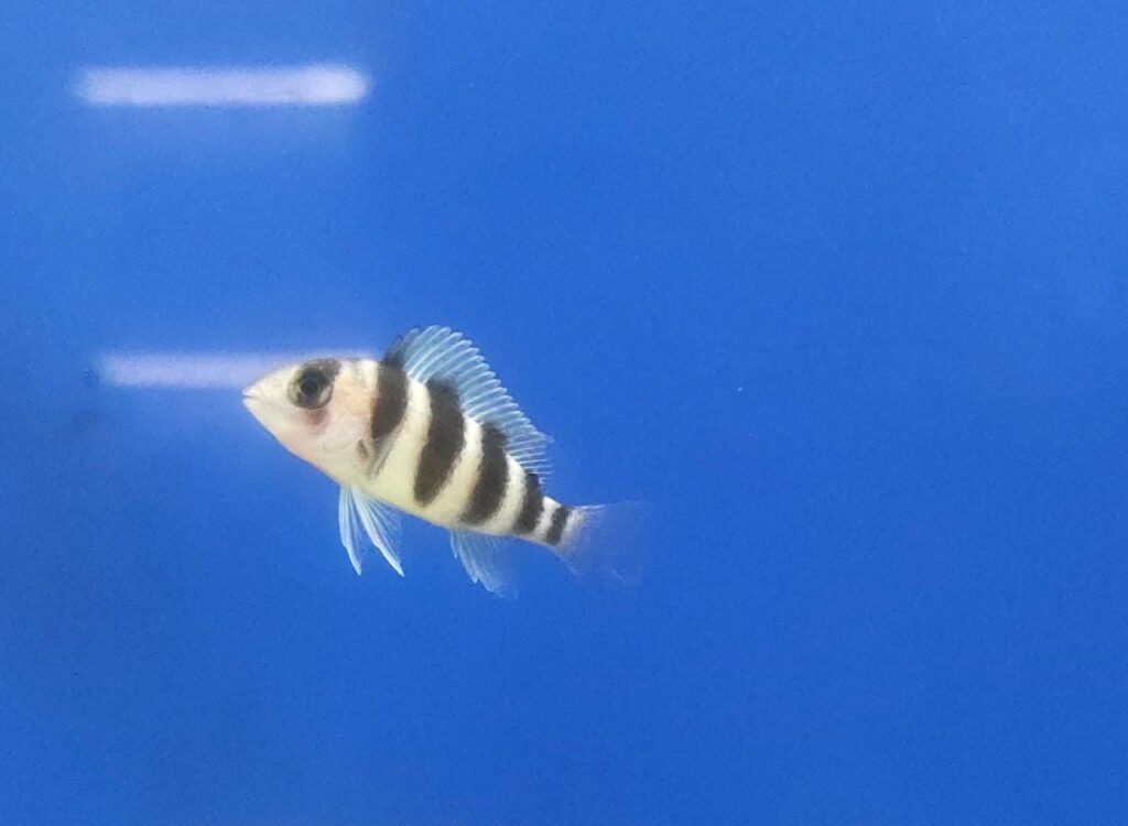 Frontosa Burundi Splashy Fin Live Fish Bangalore Only Shipping