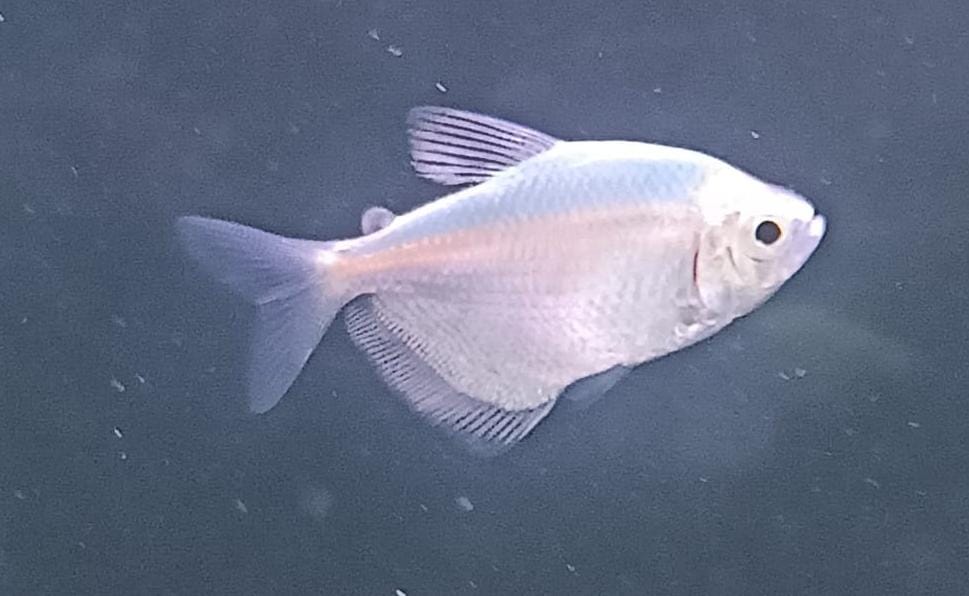 Glo/Widow Tetra Blue Splashy Fin Live Fish Bangalore Only Shipping