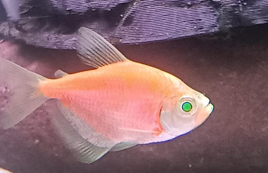 Glo/Widow Tetra Yellow Splashy Fin Live Fish Bangalore Only Shipping