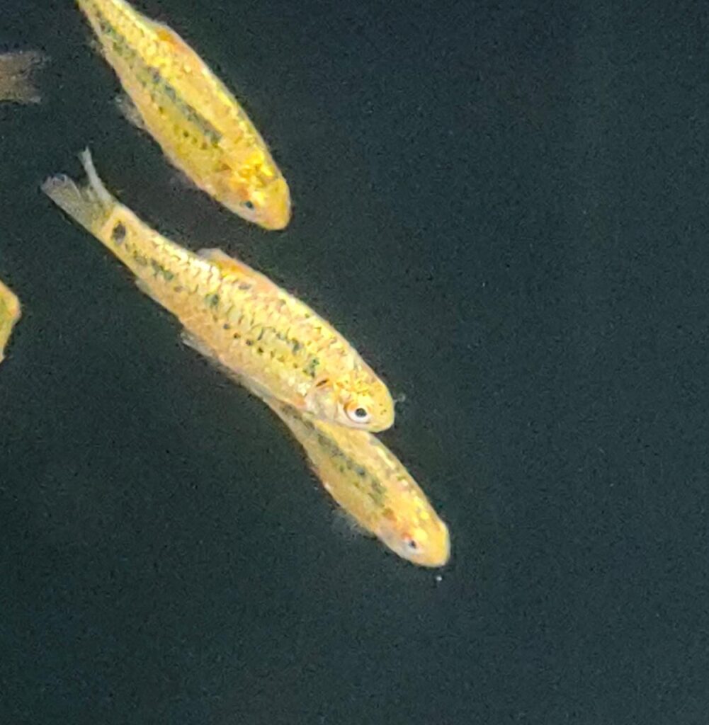 Golden Barb Splashy Fin Live Fish Bangalore Only Shipping