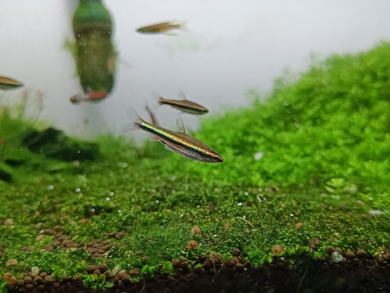 Golden Pencil Tetra Splashy Fin Live Fish Bangalore Only Shipping