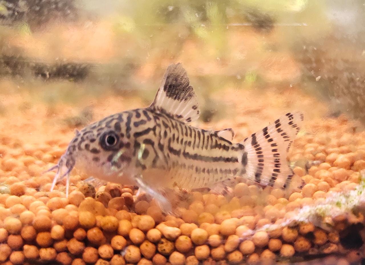 Catfish Splashy Fin Live Fish Bangalore Only Shipping