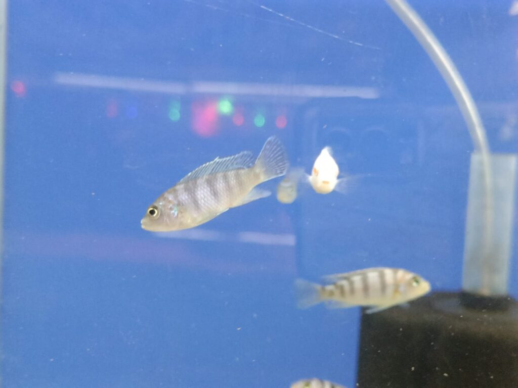 Mixed Morphs Splashy Fin Live Fish Bangalore Only Shipping