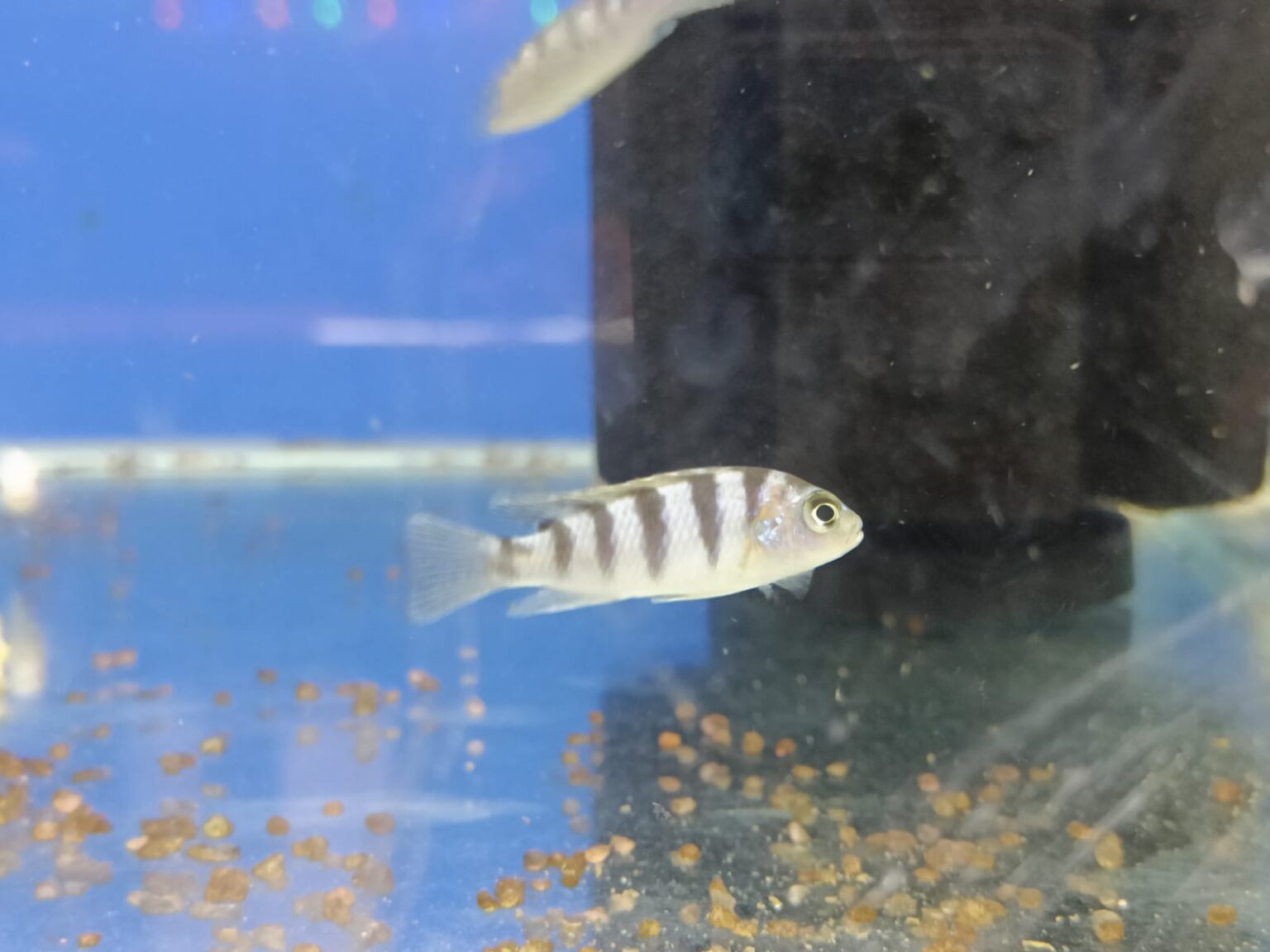 Mixed Morphs Splashy Fin Live Fish Bangalore Only Shipping