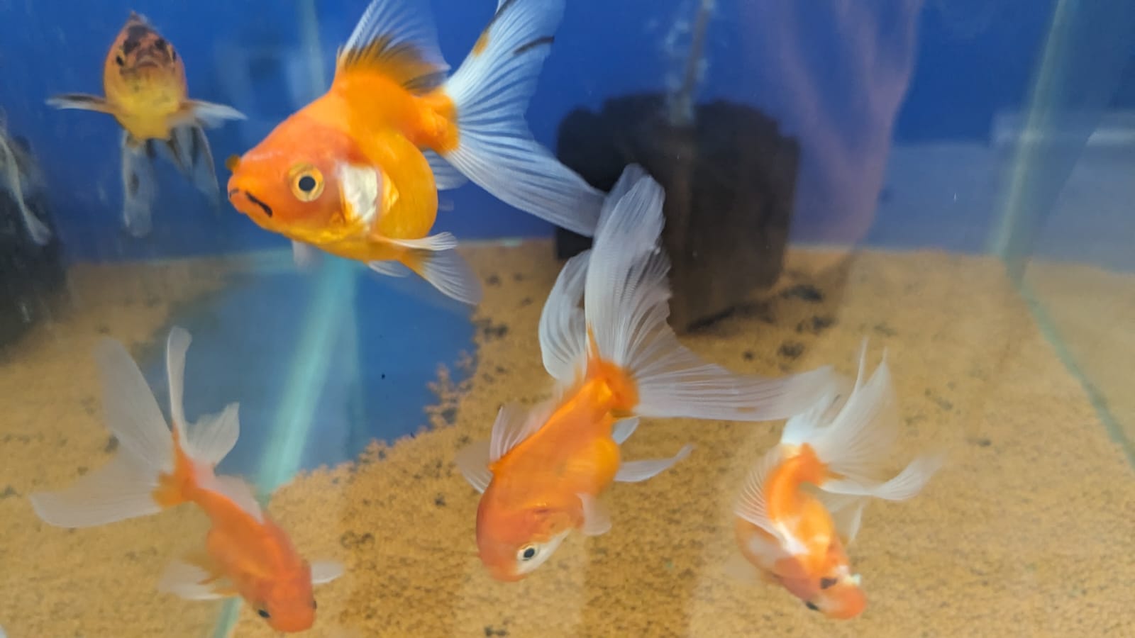 Mixed Calico gold fish Splashy Fin Live Fish Bangalore Only Shipping