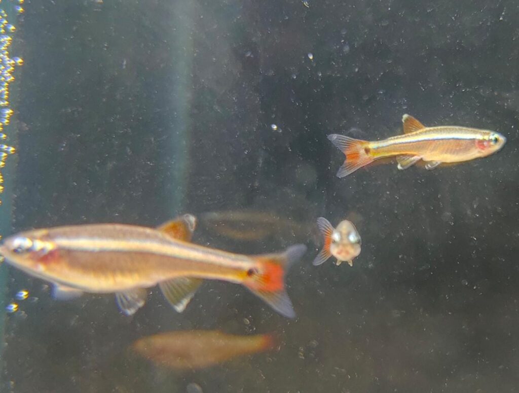 White Cloud Mountain Minnows Splashy Fin Live Fish Bangalore Only Shipping