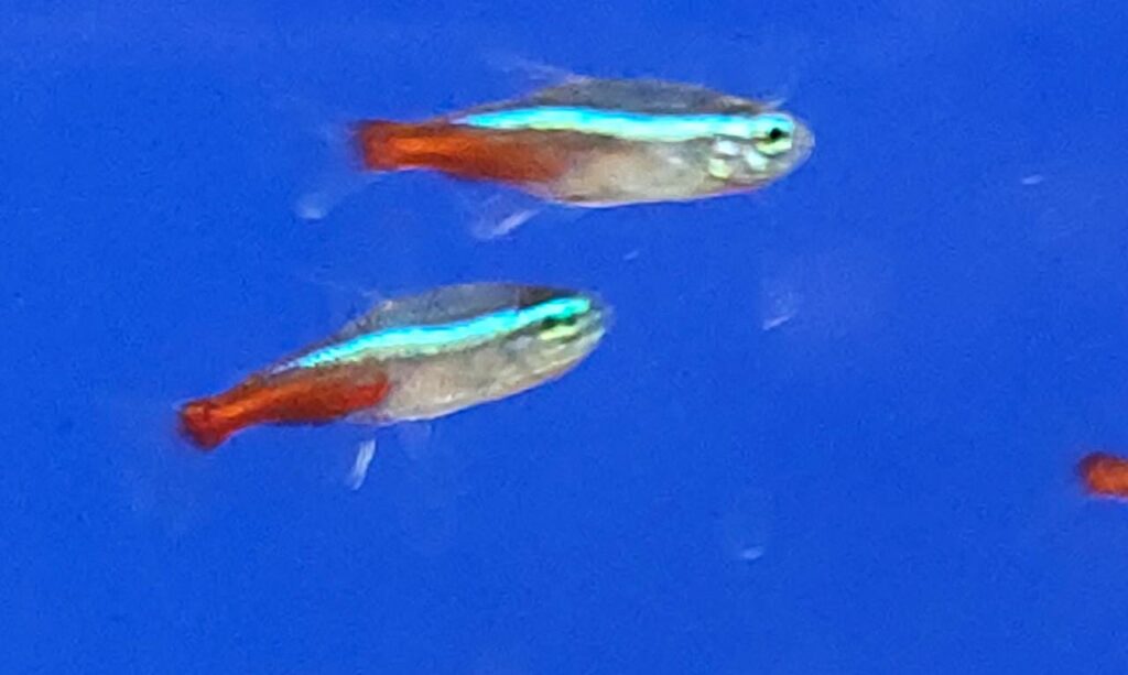 Neon Tetra Splashy Fin Live Fish Bangalore Only Shipping