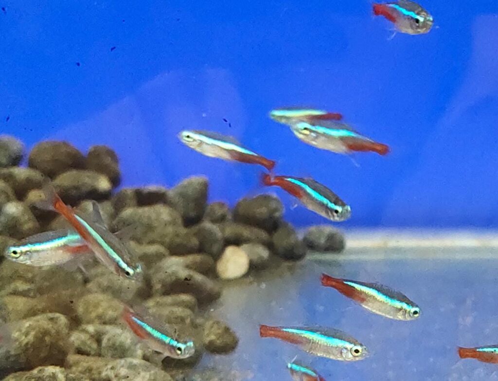 Neon Tetra Splashy Fin Live Fish Bangalore Only Shipping
