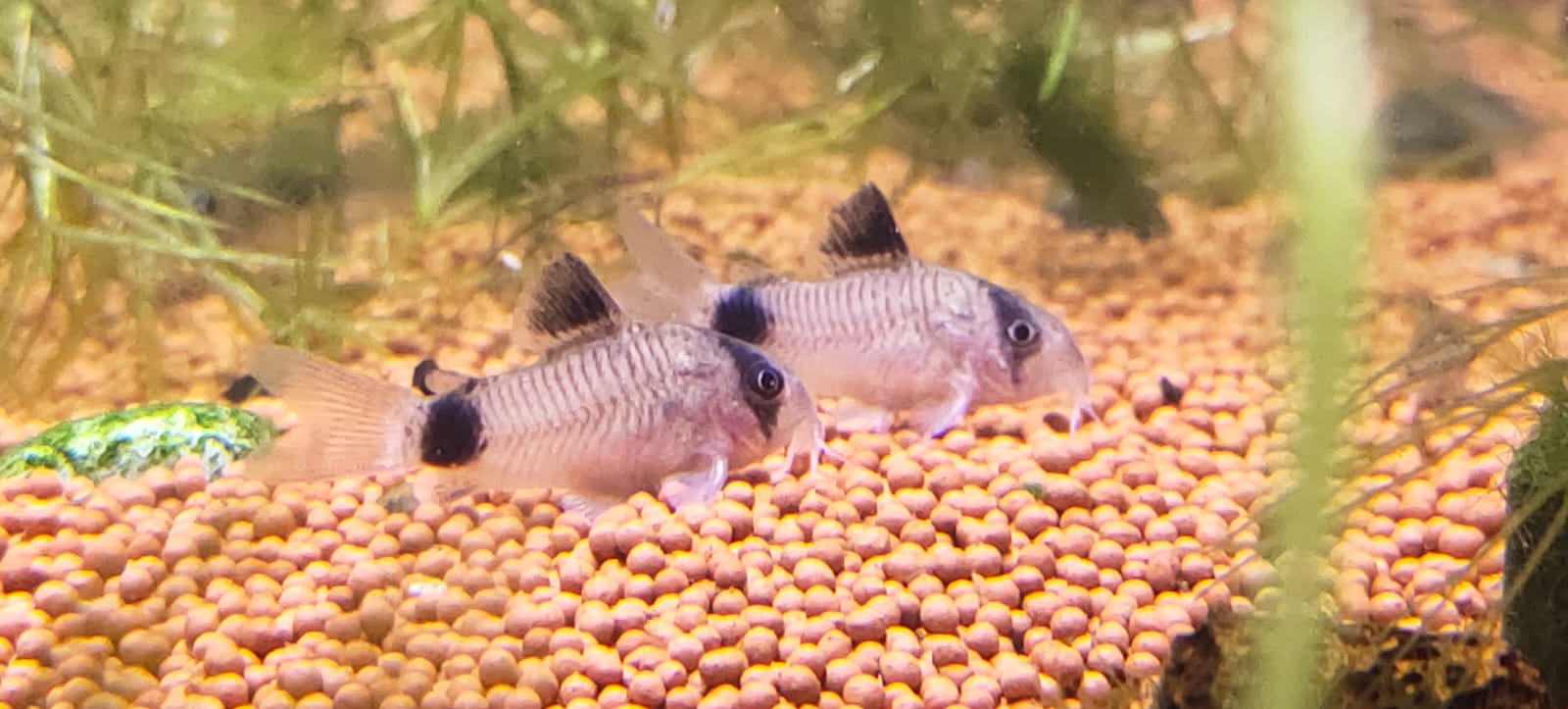 Panda Cory Splashy Fin Live Fish Bangalore Only Shipping