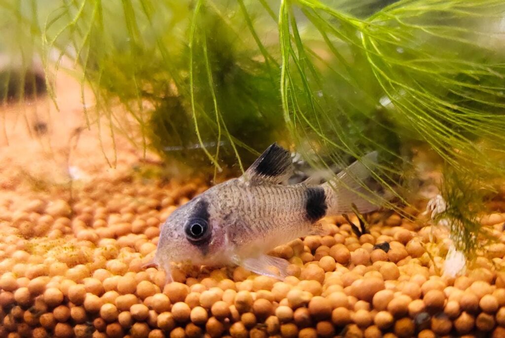 Panda Cory Splashy Fin Live Fish Bangalore Only Shipping