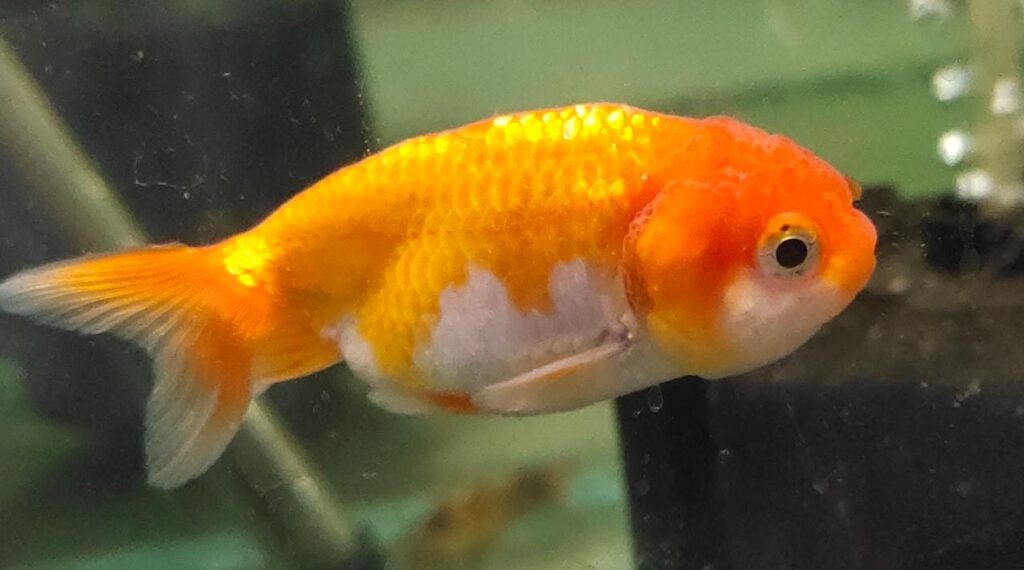 Red Ranchu gold fish Splashy Fin Live Fish Bangalore Only Shipping