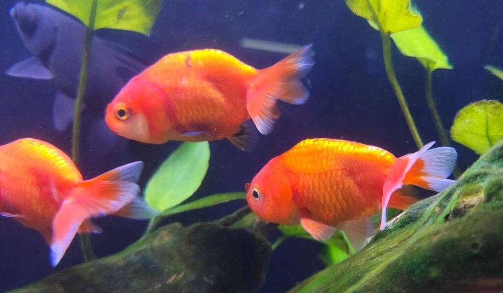 Red Ranchu gold fish Splashy Fin Live Fish Bangalore Only Shipping