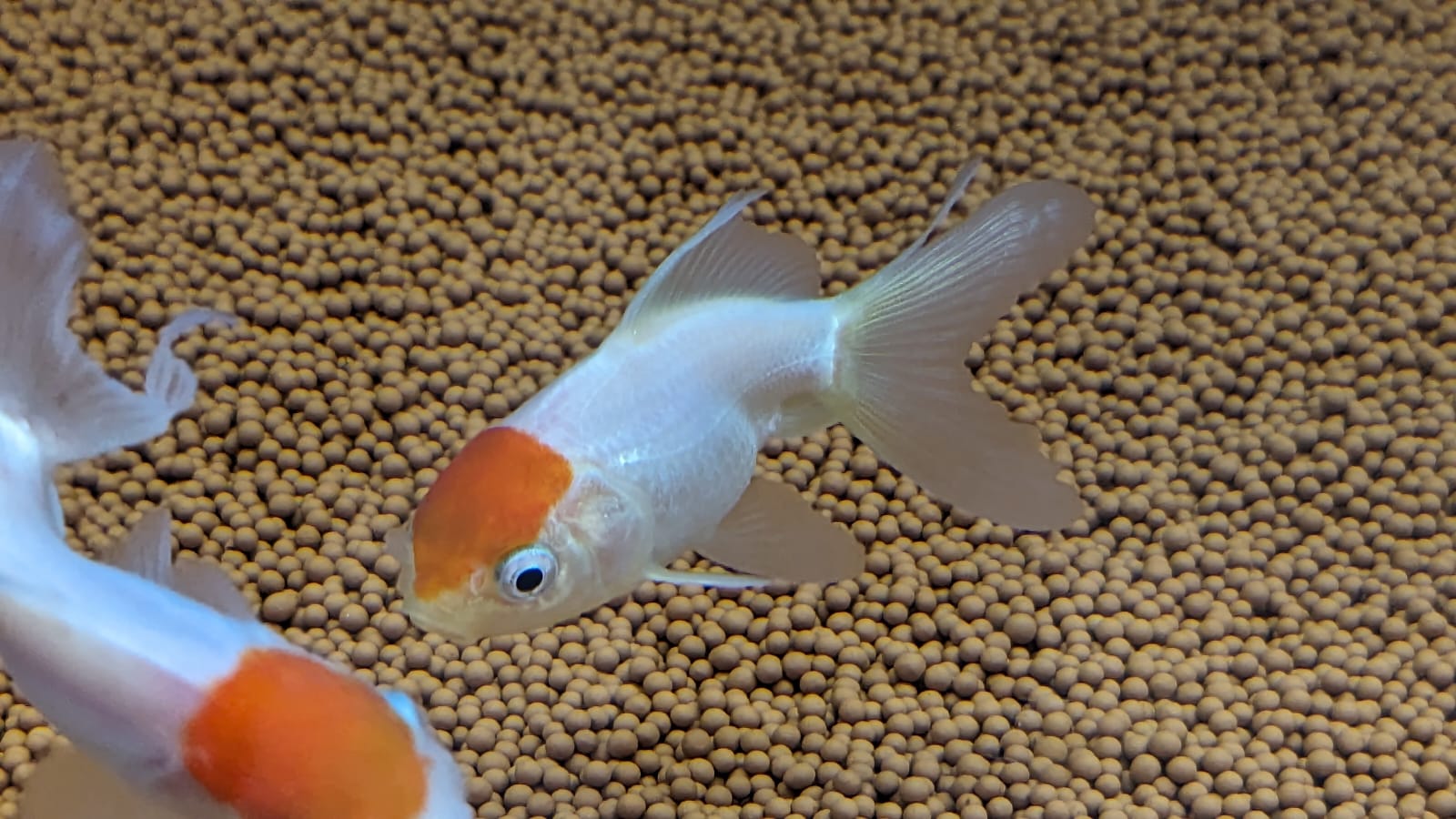 Red cap gold fish Splashy Fin Live Fish Bangalore Only Shipping