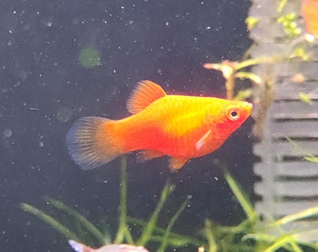 Red Platy Splashy Fin Live Fish Bangalore Only Shipping