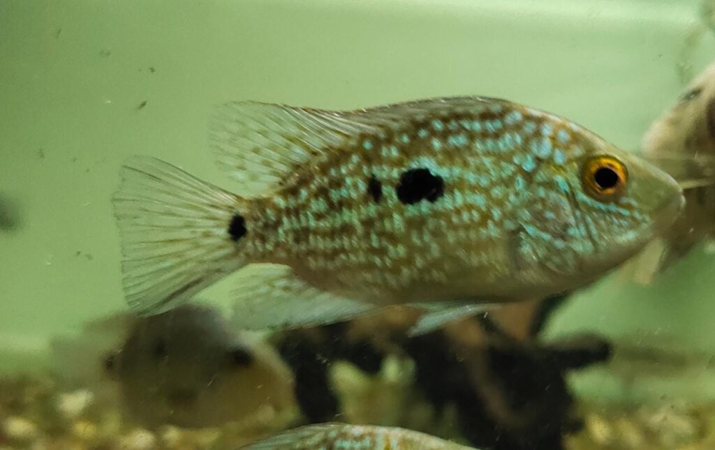 Balloon Texas cichlid Splashy Fin Live Fish Bangalore Only Shipping