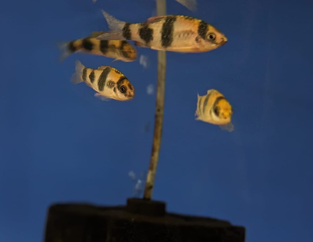 Melon Barb Splashy Fin Live Fish Bangalore Only Shipping