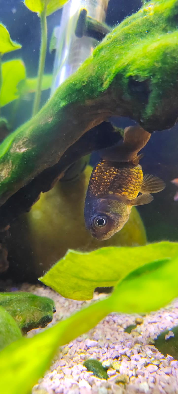Black Ranchu Splashy Fin Live Fish Bangalore Only Shipping