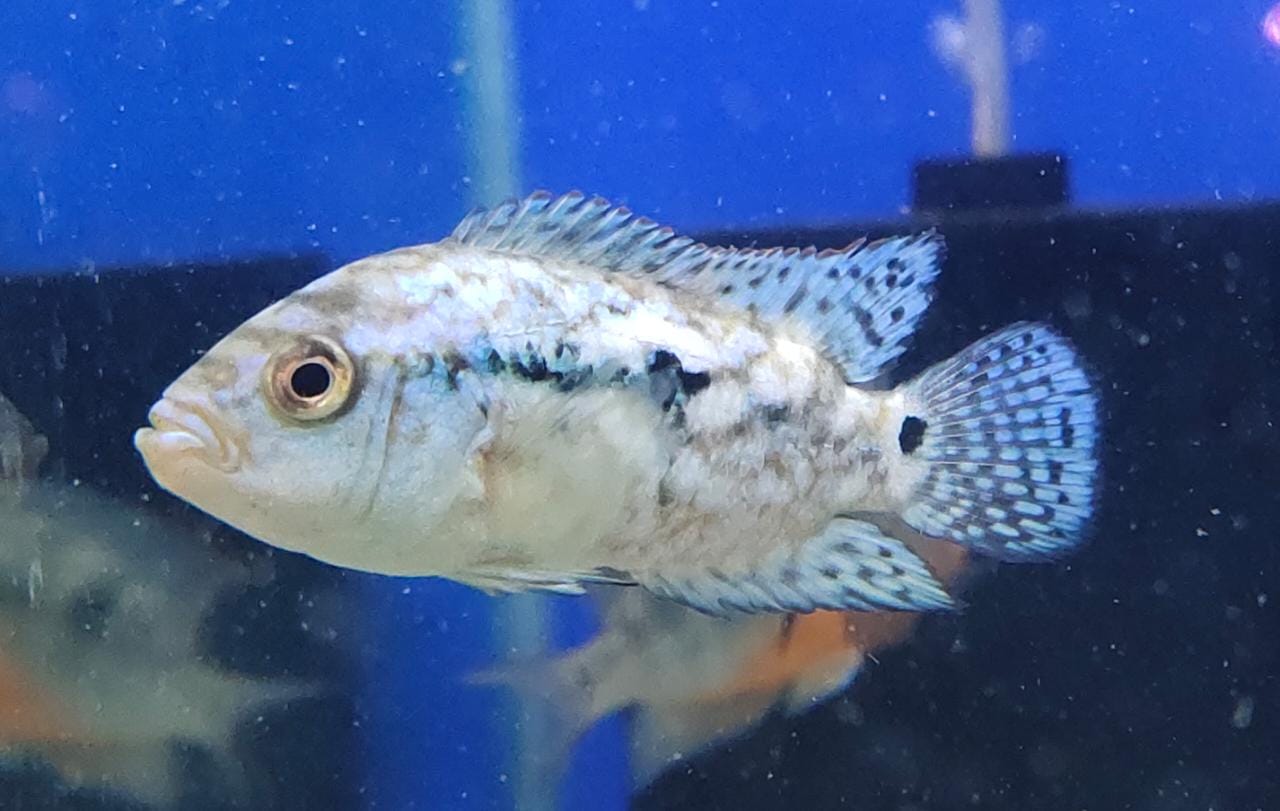 Electric Blue Jack Dempsey Splashy Fin Live Fish Bangalore Only Shipping