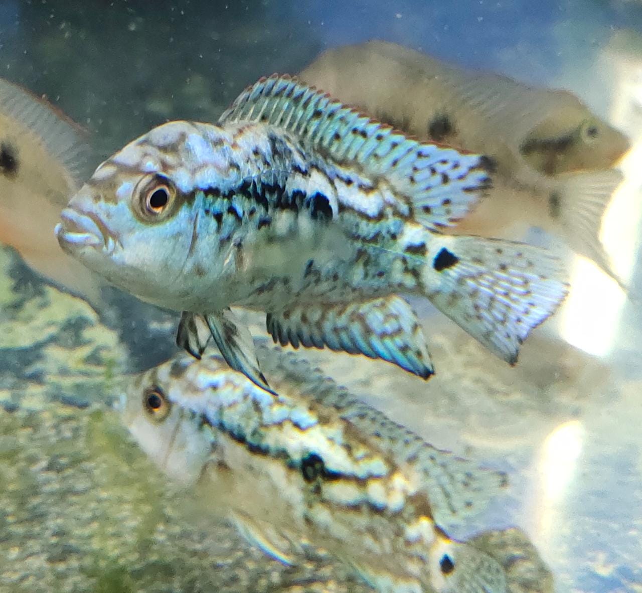 Electric Blue Jack Dempsey Splashy Fin Live Fish Bangalore Only Shipping