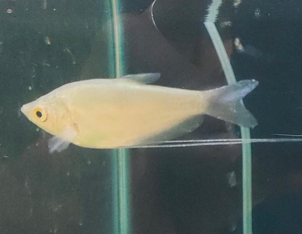 Moonlight Gourami Splashy Fin Live Fish Bangalore Only Shipping