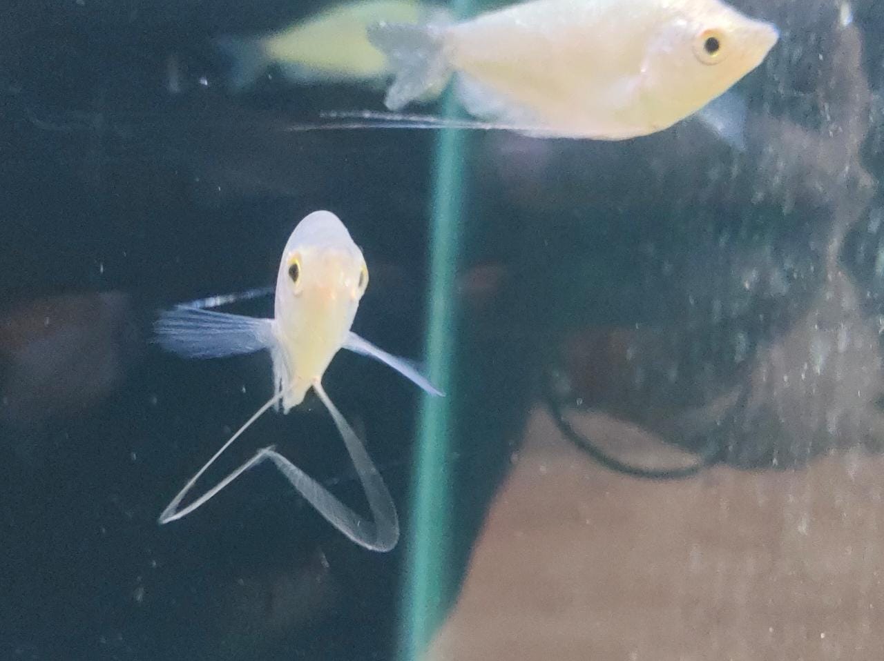 Moonlight Gourami Splashy Fin Live Fish Bangalore Only Shipping