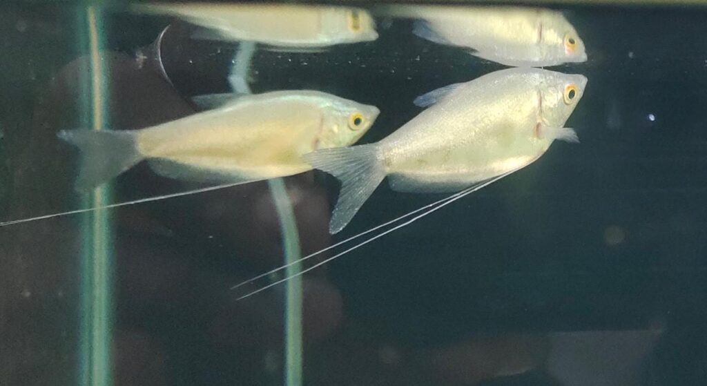 Moonlight Gourami Splashy Fin Live Fish Bangalore Only Shipping