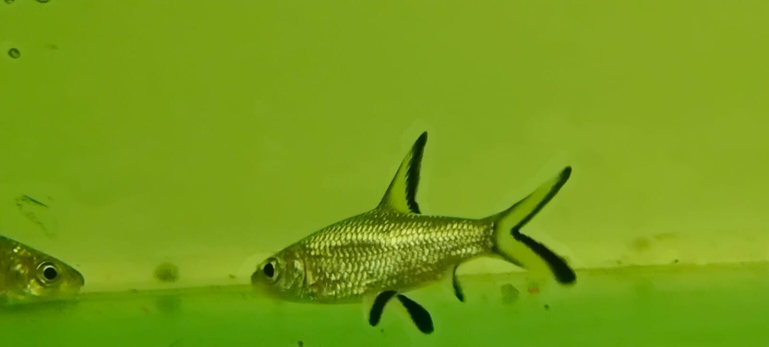 Silver Shark / Bala Shark Splashy Fin Live Fish Bangalore Only Shipping