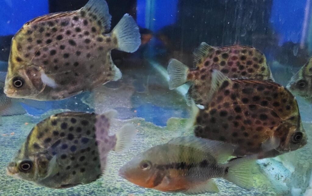 Scat Fish Splashy Fin Live Fish Bangalore Only Shipping