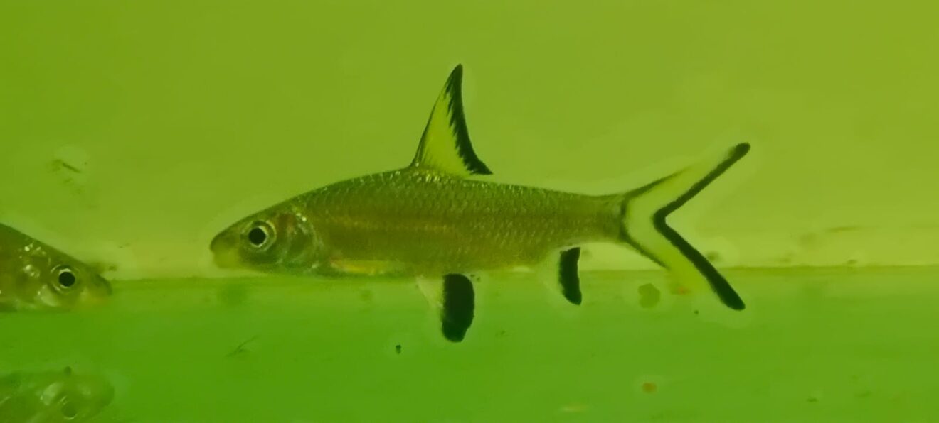 Silver Shark / Bala Shark Splashy Fin Live Fish Bangalore Only Shipping