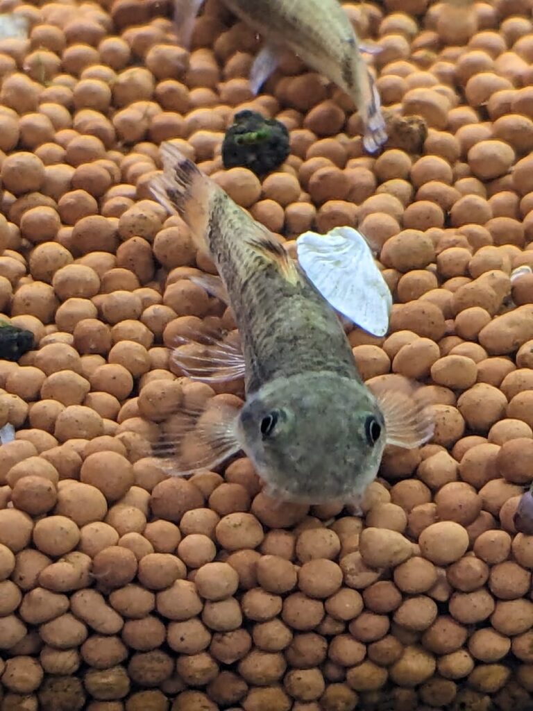 Panda Garra Splashy Fin Live Fish Bangalore Only Shipping