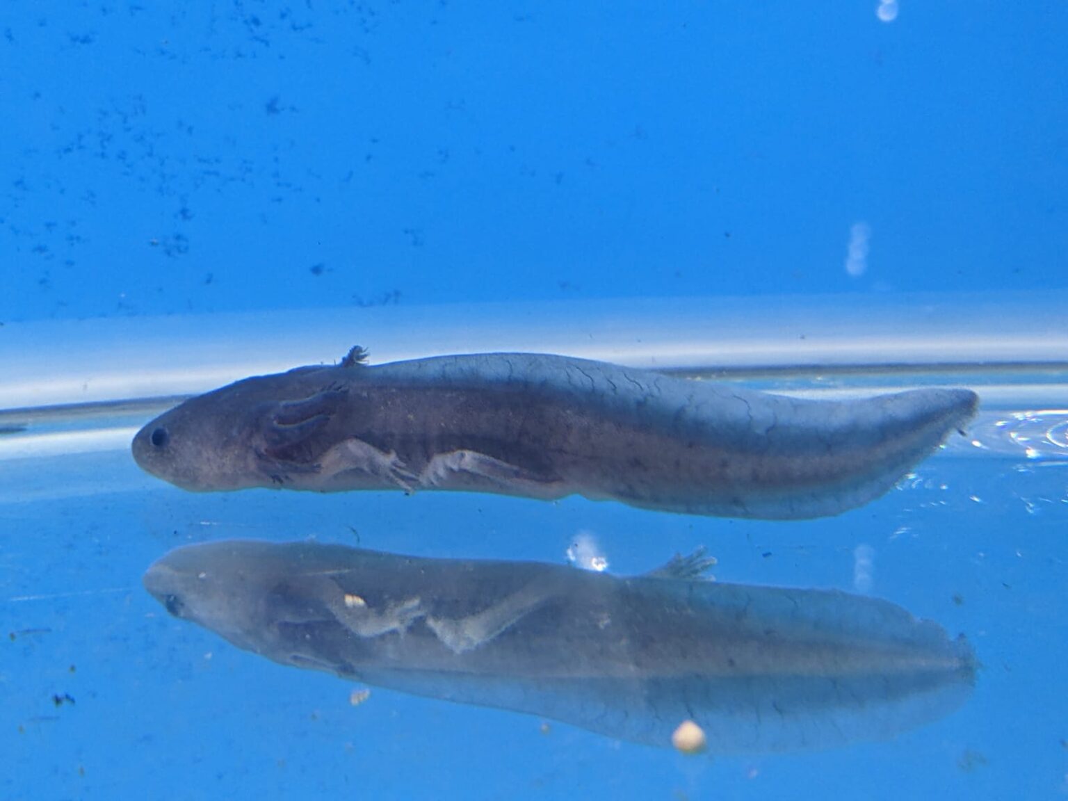 Green Axolotl Splashy Fin Live Fish Bangalore Only Shipping