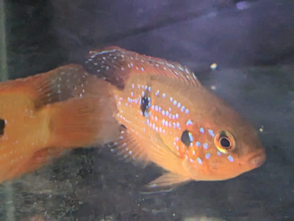 Red Jewel Cichlid Splashy Fin Live Fish Bangalore Only Shipping