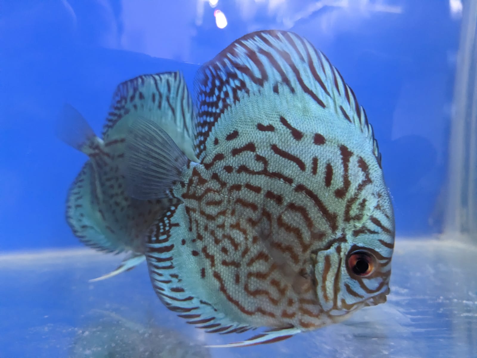 Cobalt Blue Discus Fish 5″ Splashy Fin Live Fish Bangalore Only