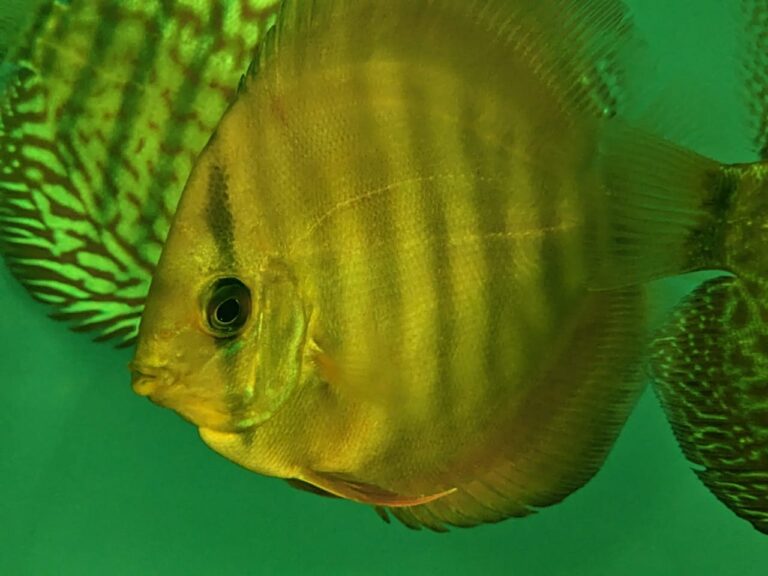 Red Cover Discus approx. 3" Splashy Fin Live Fish Bangalore Only Shipping