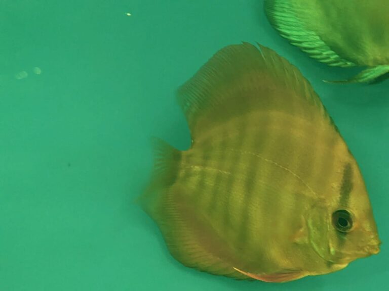 Red Cover Discus approx. 3" Splashy Fin Live Fish Bangalore Only Shipping