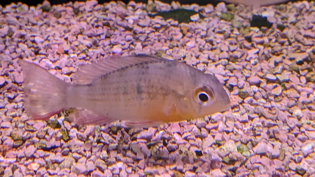 Bolivian Ram Splashy Fin Live Fish Bangalore Only Shipping