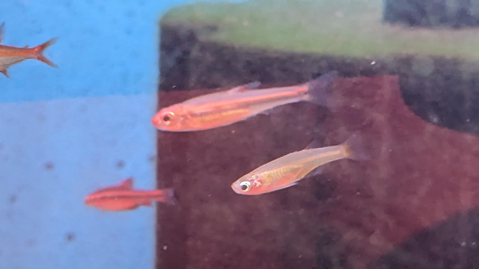 Red Shiner Male fish Splashy Fin Live Fish Bangalore Only Shipping