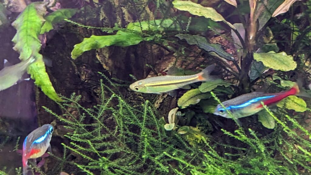 Red Tail Rasbora Splashy Fin Live Fish Bangalore Only Shipping