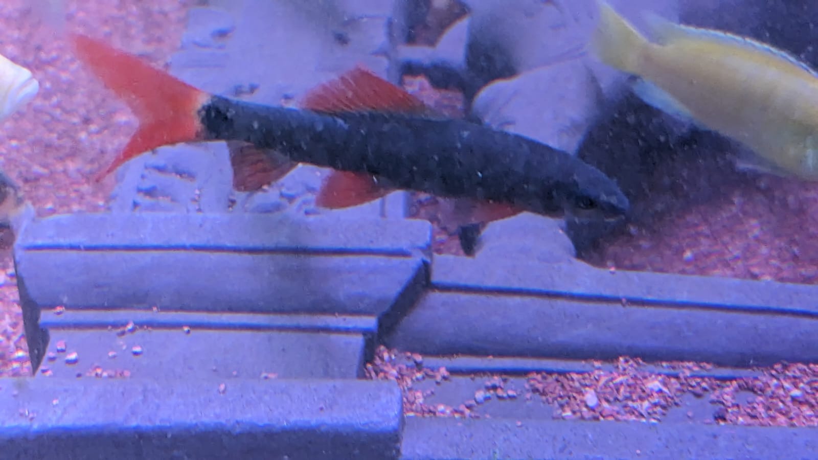 Rainbow Shark Splashy Fin Live Fish Bangalore Only Shipping