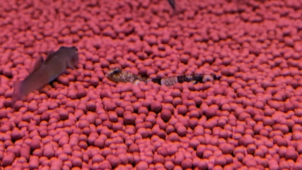 Tiger Goby Splashy Fin Live Fish Bangalore Only Shipping