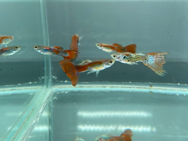 Mixed Guppies Splashy Fin Live Fish Bangalore Only Shipping