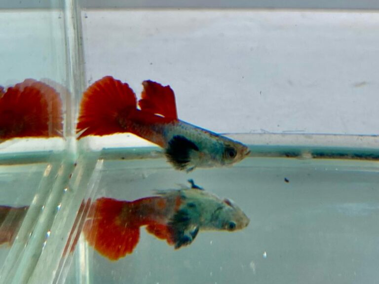 Mixed Guppies Splashy Fin Live Fish Bangalore Only Shipping