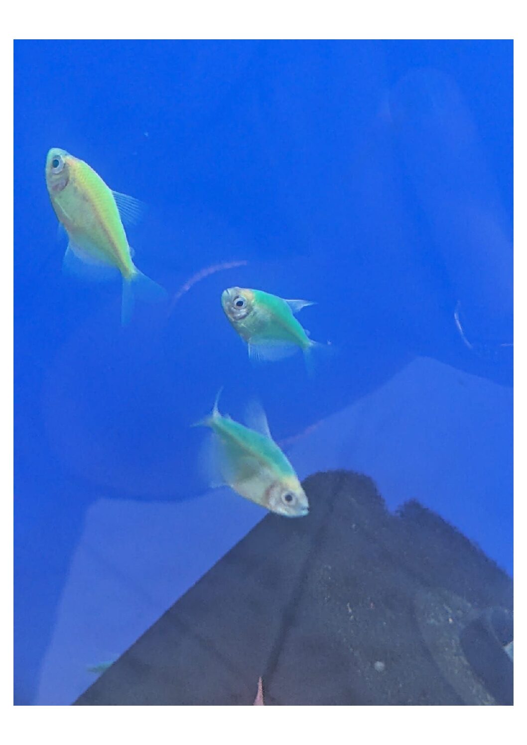 Glo/Widow Tetra Dark Green Splashy Fin Live Fish Bangalore Only
