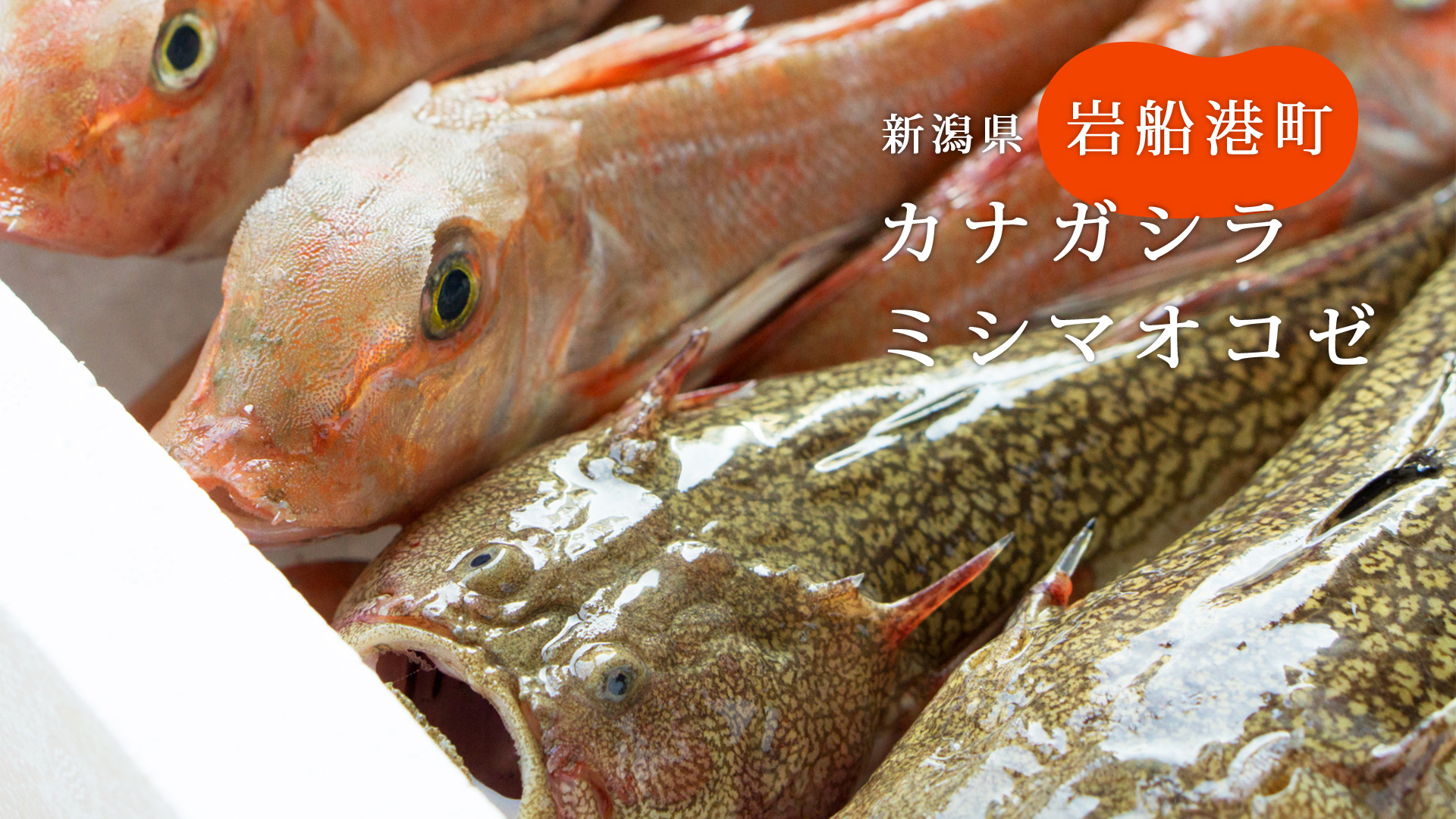 実は美味しい！岩船港の未利用魚、マイナー魚たち 旬の魚 さかな通信 by UOPOCHI