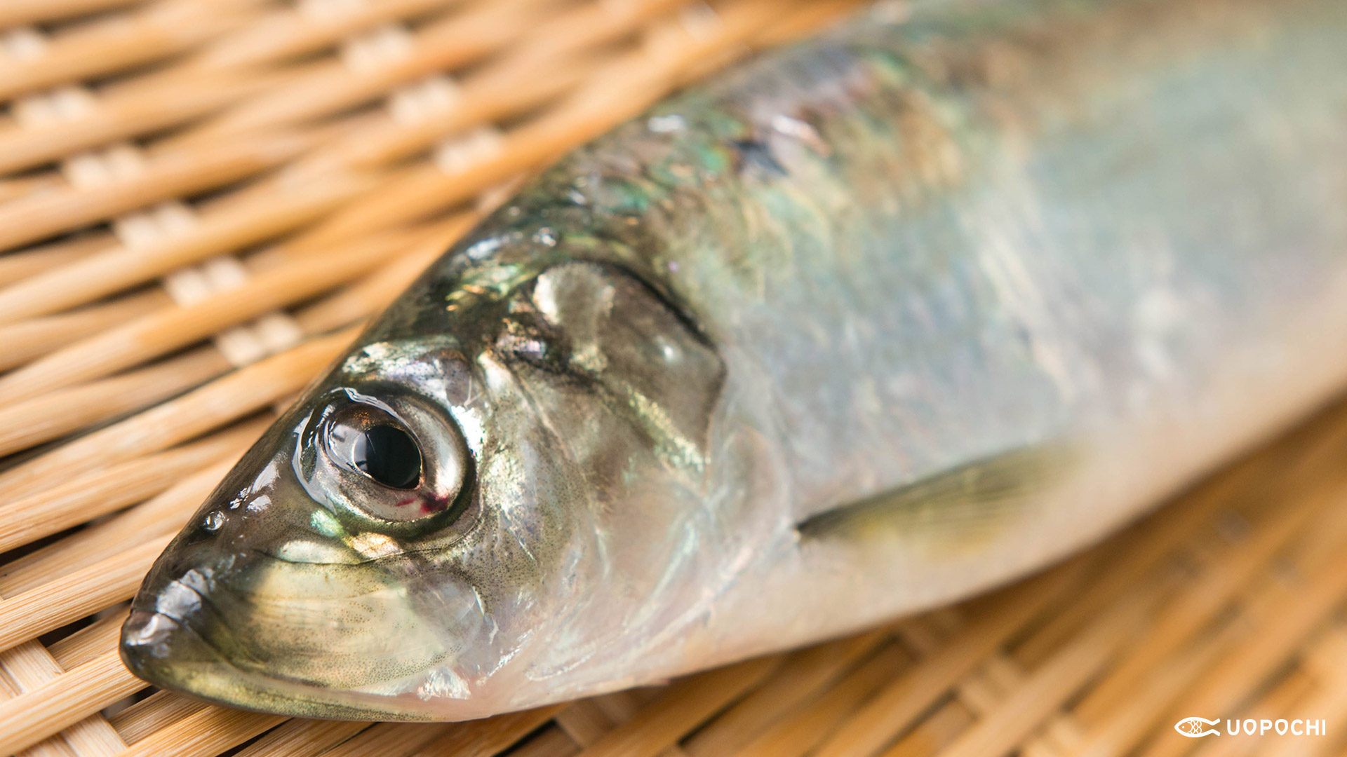 春が旬の魚 （第二弾）ーこの時期こそは、主役級！？ー 魚ポチブログ さかな通信 by UOPOCHI