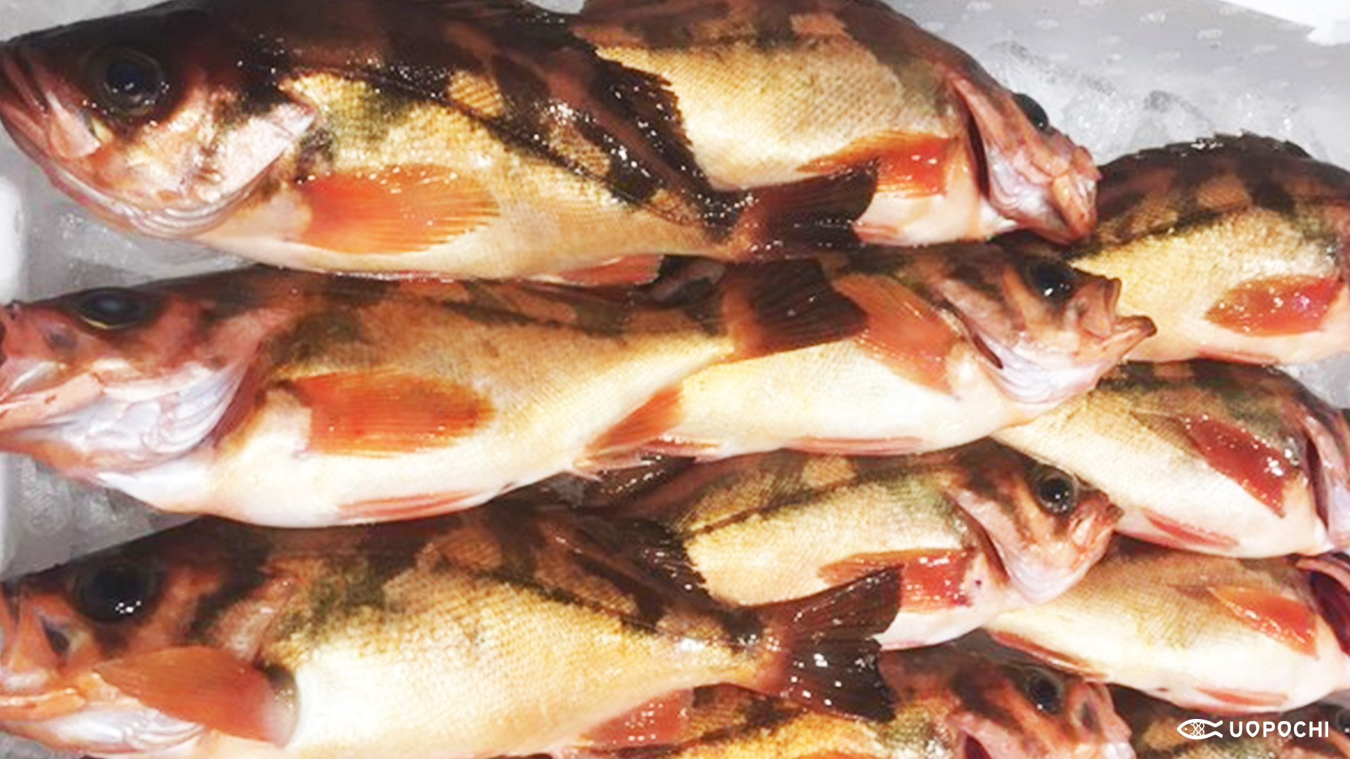 春が旬の魚 （第一弾）ー定番！春メニューに登場する魚たちー 魚ポチブログ さかな通信 by UOPOCHI